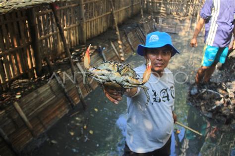 BUDIDAYA KEPITING BAKAU ANTARA Foto