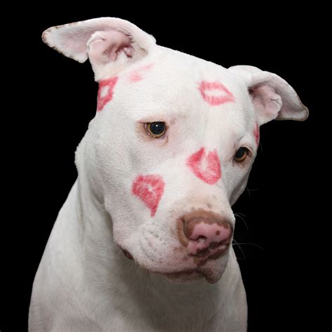 pictures  pitbull dogs puppies  hd pixabay