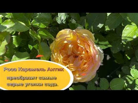 Роза Карамель Антик преобразит самые серые уголки сада.. Питомник ...
