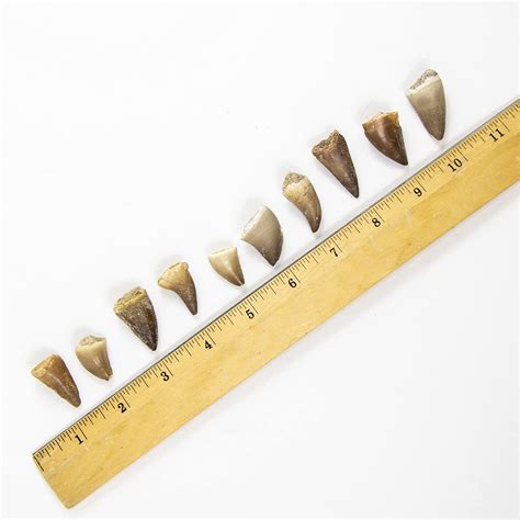 Museum Quality Mosasaurus Teeth Genuine Mosasaur Dinosaur Tooth From