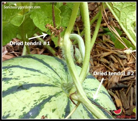 How To Choose A Ripe Watermelon On The Vine Expert Tips And Tricks