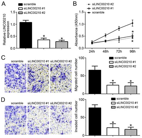 Linc Knockdown Inhibits The Proliferation And Migratory And