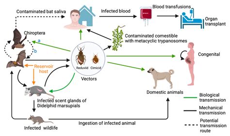 Trypanosoma Lewisi Life Cycle