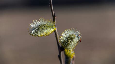 Vernonia Cinerea Plant Photos, Download The BEST Free Vernonia Cinerea ...