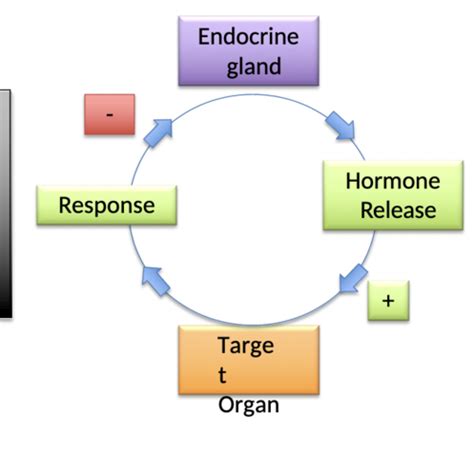 Endocrinology Pt Flashcards Quizlet