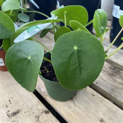 Chinese Money Plant (Pilea Peperomioides) › Anything Grows