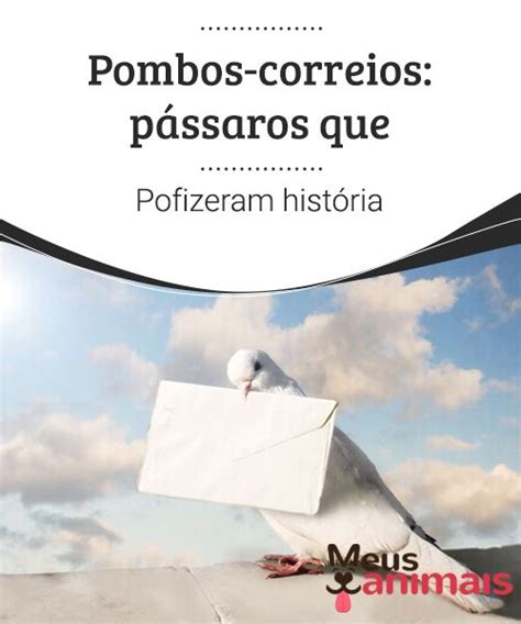 Pombos correios pássaros que fizeram história Meus Animais Pombo