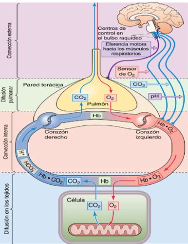 Fichas de aprendizaje Fisiología Respiratoria Quizlet