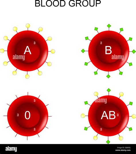 ABO Blood Group System Testing A Primer Blood Bank Guy, 60% OFF