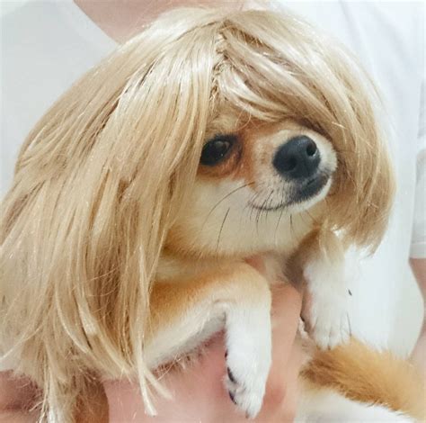 Funny Pictures Of Dogs With Wigs - Eperka