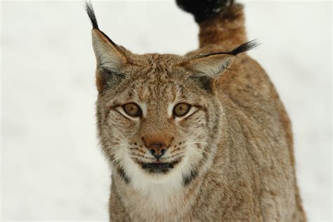 Tierwelt Herberstein / Eurasischer Luchs