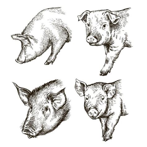 Hand Drawn Sketch Pork Pig Meat Products Set Farm Fresh Stock Vector