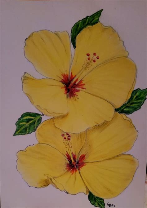 Pin By Yasmin On Hibiscus Art Hibiscus Flower Drawing Flower Drawing Tutorials Color Pencil Art