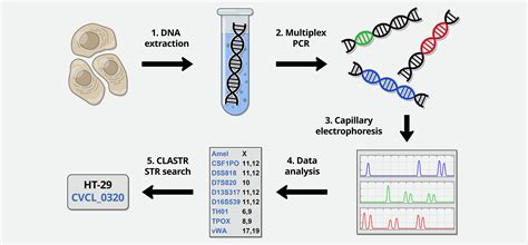 CLASTR The Cellosaurus STR Similarity Search Tool A Precious Help