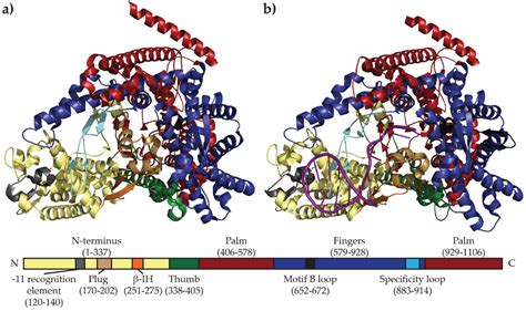 Biomolecules Special Issue Bacterial Rna Polymerase