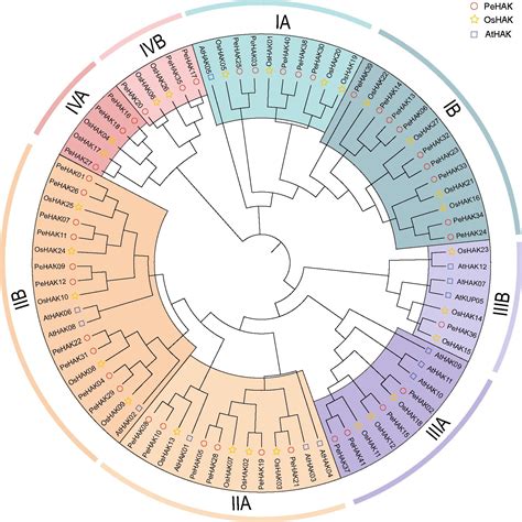 Frontiers Genome Wide Identification And Expression Analysis Of The