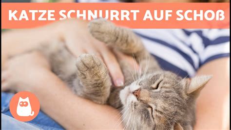 Warum schnurrt meine Katze auf mir 7 Gründe YouTube