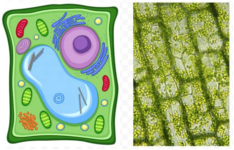 Célula Vegetal Diagram Quizlet