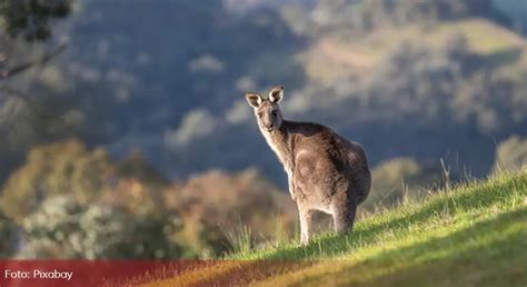 Vic dana Mujo hoće u Australiju