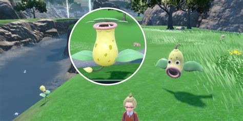 Cómo Obtener Y Evolucionar Bellsprout Y Weepinbell Play Trucos