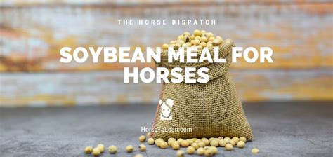 Soybean Meal For Horses