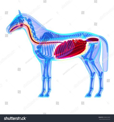 horse digestive system anatomy isolated  stock illustration