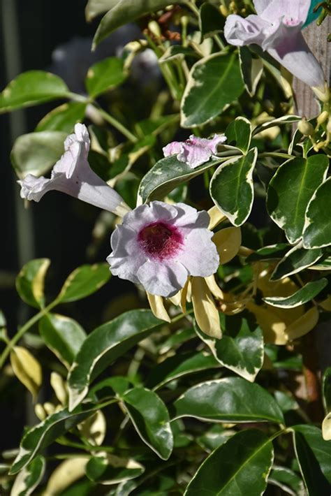 Variegated Bower Vine Pandorea Jasminoides Variegata In Lake Forest