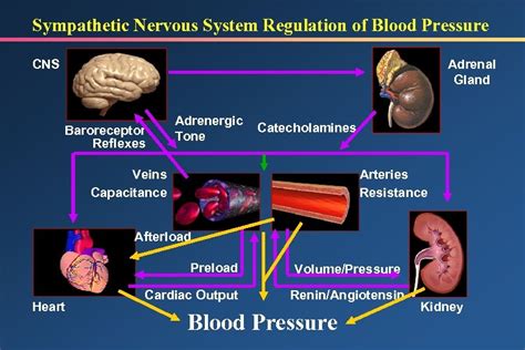 Hypertension In The Inpatient Setting Mechanisms And Pharmacologic