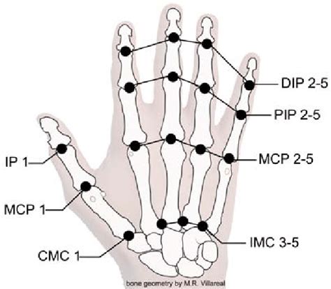 MCP Anatomy