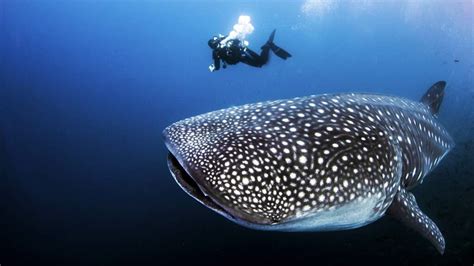 Whale Shark: See the Ocean's Biggest Shark - Scuba.com