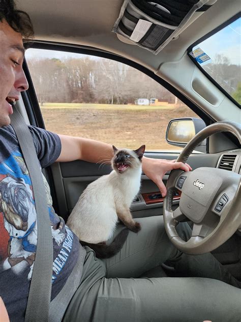 I found this stray cat in the Smokies on Thanksgiving Day! Pics after