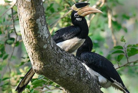 bukit lawang sumatra  day jungle trek  bukit lawang