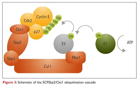 Ubiquitination E Ligases And Drug Discovery Novel Technologies For