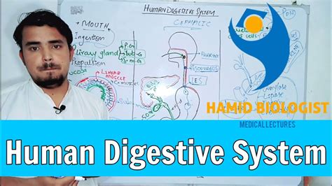 Digestive System In Urdu Hindi Anatomy And Physiology Of Digestive