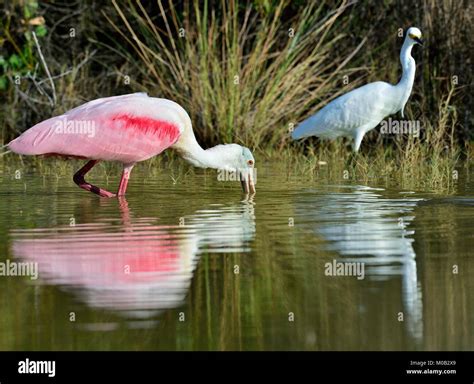 The Roseate Spoonbill Platalea Ajaja Sometimes Placed In Its Own