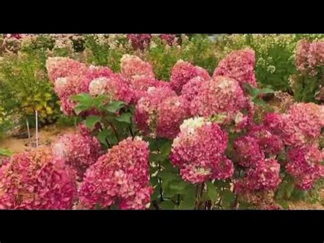 Гортензия метельчатая (Hydrangea paniculata `Краса Лесково`) из ...