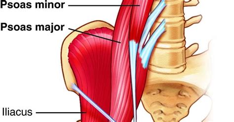 Psoas Major And Minor