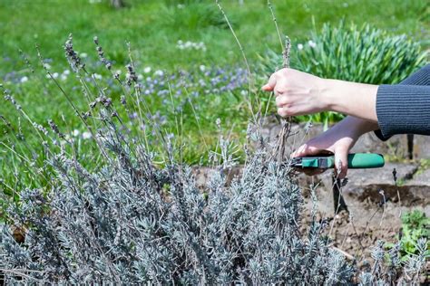 Scopri I Segreti Per Potare La Lavanda Al Momento Giusto Ecco Cosa