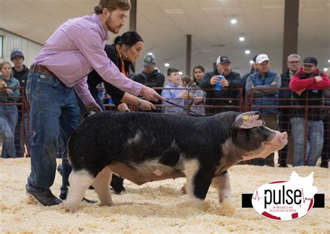 Sioux Empire Livestock Show Top Market Barrows The Pulse