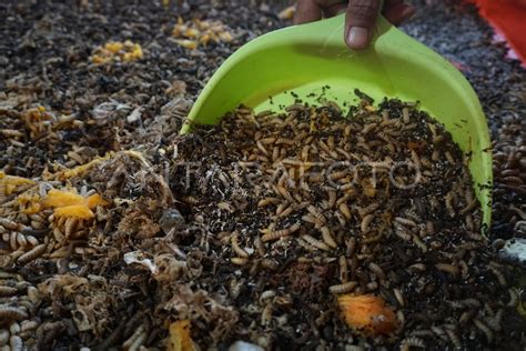 Budi Daya Maggot Untuk Mengolah Sampah Organik ANTARA Foto