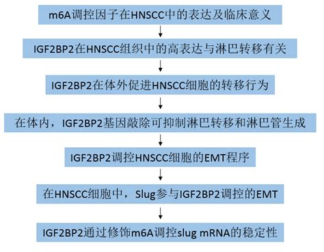 Rna N6甲基腺苷读取器igf2bp2以m6a依赖的方式稳定slug Mrna促进头颈鳞癌细胞的淋巴转移和上皮间质转化