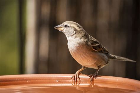 Comment Sauver Les Oiseaux Du Jardin En Hiver Petits Gestes Blog