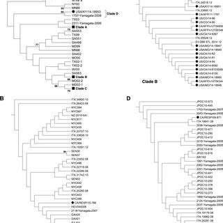 Phylogenetic Analysis Of Full Length Vp Region Of Evd Strains