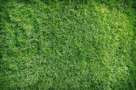 Hd Wallpaper Green Grass Background Texture Green Color Plant Full Frame Wallpaper Flare