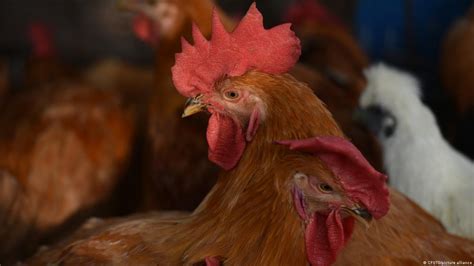 China Reports First Human Death From H3n8 Bird Flu Who Dw 04122023