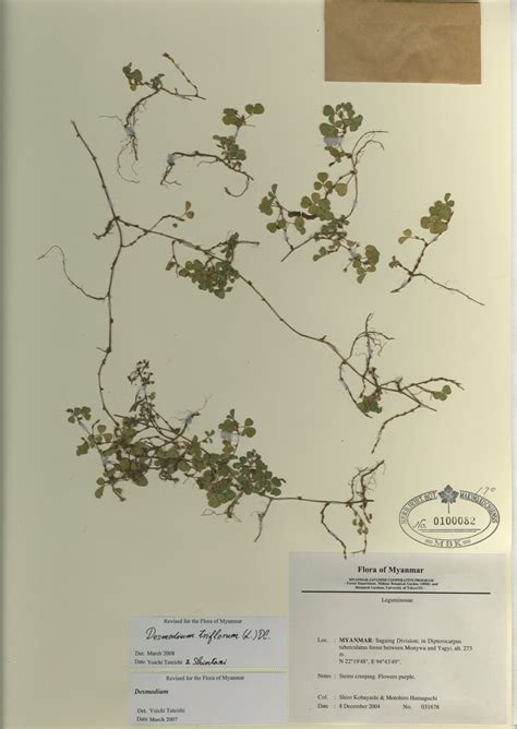 Desmodium Triflorum L Dc Myanmar Vascular Plants Database