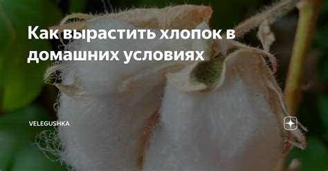 Как вырастить хлопок в домашних условиях | velegushka | Дзен