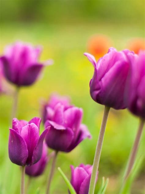 Symbolism Of Tulips Meaning And History Behind Flowers Sarah Scoop