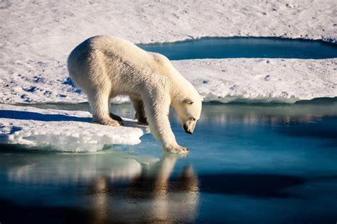 22 animais ameaçados de EXTINÇÃO pelas MUDANÇAS CLIMÁTICAS