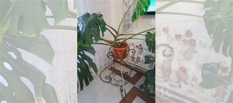 Цветы комнатные большие купить в Тюмени | Товары для дома и дачи | Авито